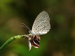 Zizula hylax (Tiny Grass Blue)