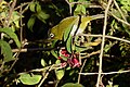 Ceylonbrillenvogel (Zosterops ceylonensis)
