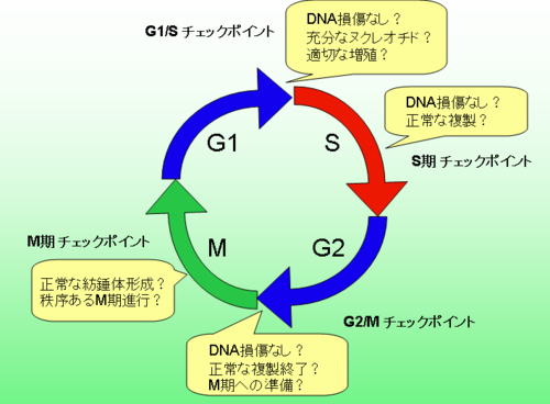 細胞周期チェックポイント - Wikipedia