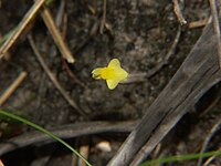 Utricularia subulata on Cobourg Peninsula in the Northern Territory of Australia (Utricularia)(subulata)()(p)(fl)(IDC)(0205)(IDC10409)(Cobourg1).jpg