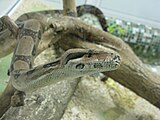 Vanlig boa constrictor (Boa constrictor)