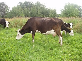 Vaches iaroslavl broutant.