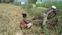 The Irula people of Tamil Nadu are found in the Javadhu hills region of the Eastern Ghats. At least 57 medicinal plants species are used by the Irulas for medicinal purposes. eli pittikkum irullr cmuukttinnnr pttm 2.JPG