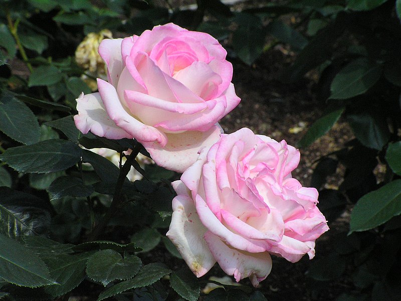 ファイル:北播磨余暇村公園のバラ「プリンセス・ドモナコ」P6022992プリンセス・ドモナコ.JPG