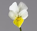 (MHNT) Viola arvensis - White flower.jpg