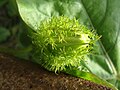 (Passiflora foetida) fruit at Alwal railway station 01.JPG