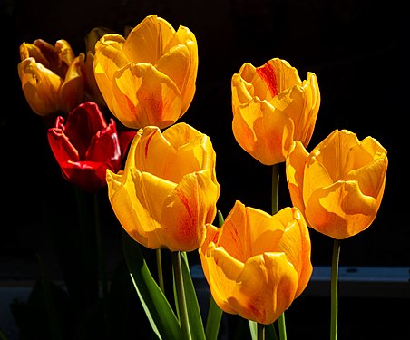 Yellow tulips