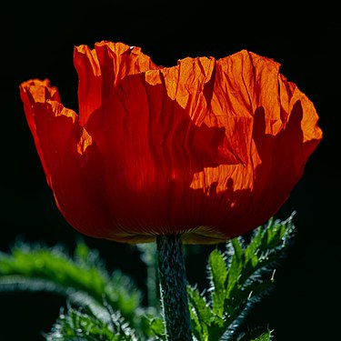 Shadows on oriental poppy blossom against daylight