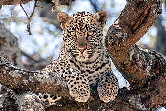 Un jeune léopard regarde de tous ses yeux dans le parc national du Serengeti en Tanzanie. Juillet 2020.