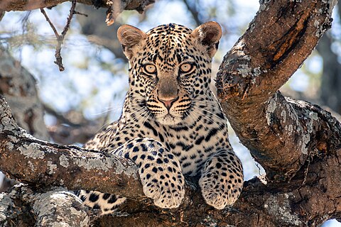 Gaze of a juvenile leopard perched on a tree in the Serengeti National Park