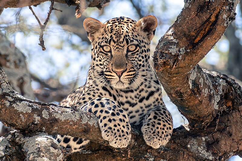 Файл:001 Juvenile leopard in the Serengeti National Park Photo by Giles Laurent.jpg