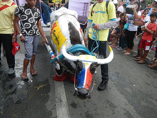 Image: 0394ajf Kneeling Carabaos Festival Pulilan Fiestafvf 09