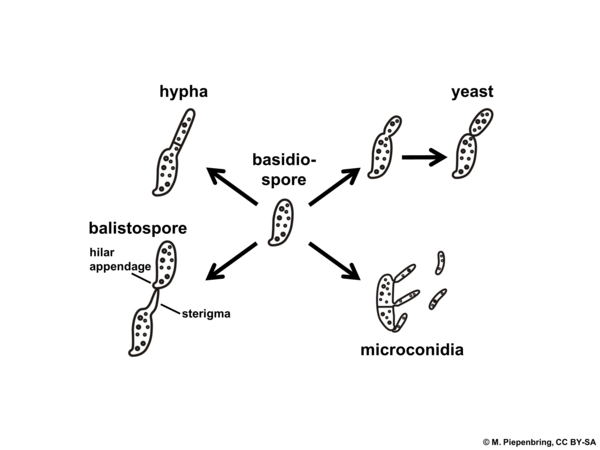 Development starting from a basidiospore (diagram by M. Piepenbring)