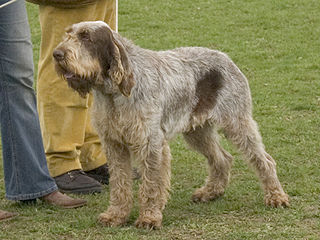 <span class="mw-page-title-main">Spinone Italiano</span> Italian breed of hunting dog