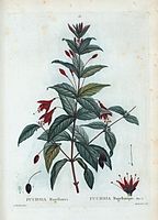 Fuchsia magellanica = Fuchsia magellanique.