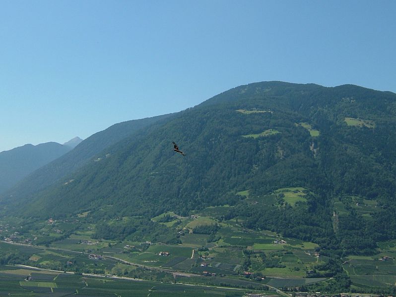 File:2008 07 15 Bird Care Centre of Castel Tyrol 61035 D9875.jpg