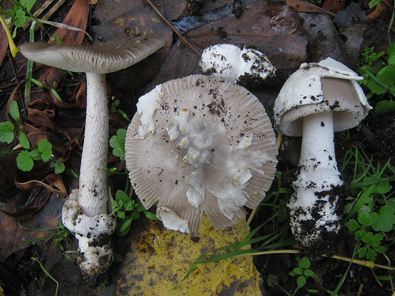 File:2012-11-01 Amanita beckeri Huijsman 280341.jpg