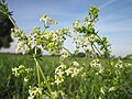 Galium mollugo (Wiesen-Labkraut)