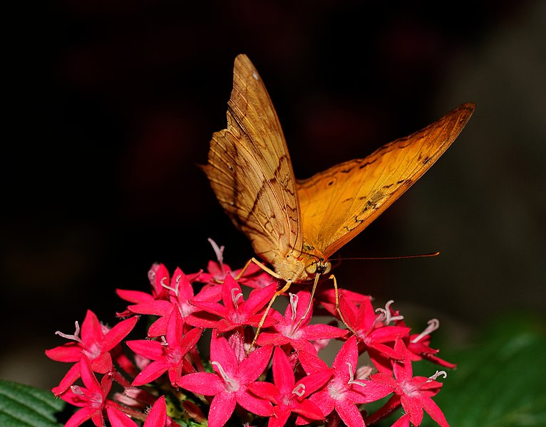 File:2014-05-01 15-26-06-papillon-hunawihr.jpg