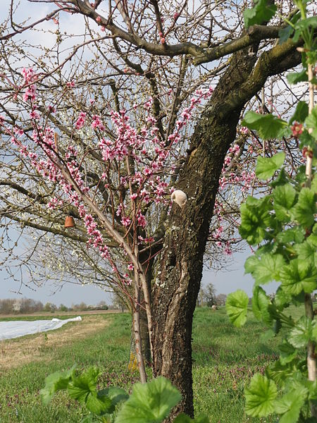 File:20140326Prunus dulcis02.jpg