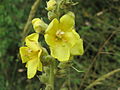 Verbascum thapsus Kleinblütige Königskerze