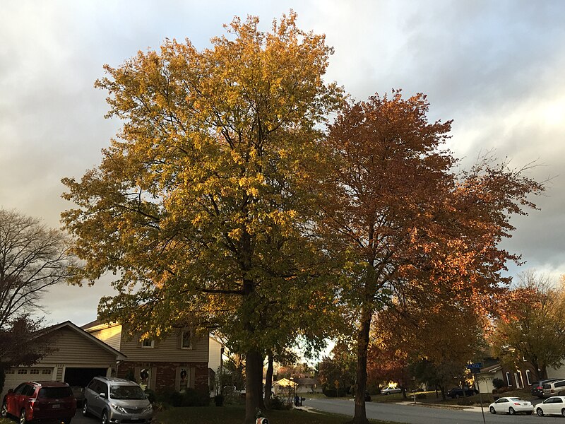 File:2017-11-19 16 15 40 A Pin Oak and Red Maple in late autumn at the intersection of Kinross Circle and Allness Lane in the Chantilly Highlands section of Oak Hill, Fairfax County, Virginia.jpg