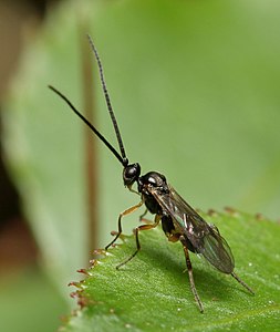 Microgastrine wasp (Braconidae, Ichneumonoidea)