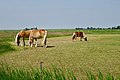 Fries Landschap