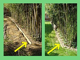 20200704 Bamboo barrier.jpg