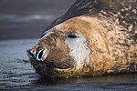 Миниатюра для Файл:2021-06 Amsterdam Island - Southern elephant seal 07.jpg