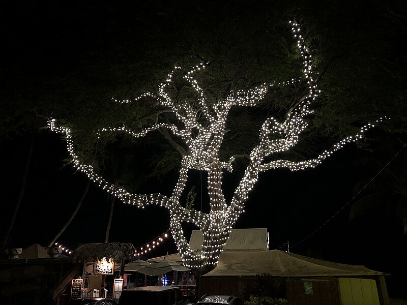 File:2021-10-08 20 50 47 Tree with decorative lighting at night along Ali'i Drive in Kailua-Kona, Hawaii County, Hawaii.jpg