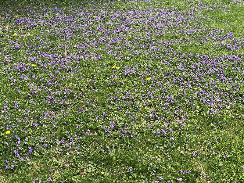 File:2023-04-22 12 55 50 Violets in a lawn along Windybush Way in the Mountainview section of Ewing Township, Mercer County, New Jersey.jpg