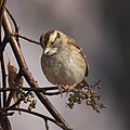 * Nomination White-throated sparrow, South Meadows Trail, East Hartford, CT USA--Pdanese 02:03, 5 December 2023 (UTC) * Promotion  Support Good quality. --XRay 05:01, 5 December 2023 (UTC)