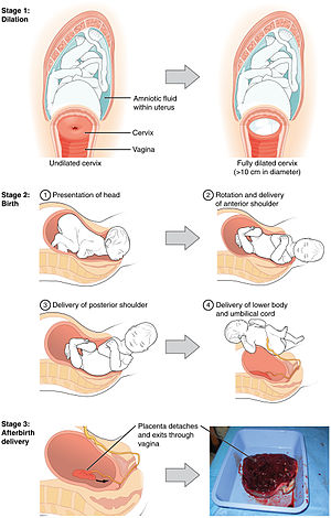 2920 Stages of Childbirth-02.jpg