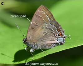 Satyrium caryaevorum