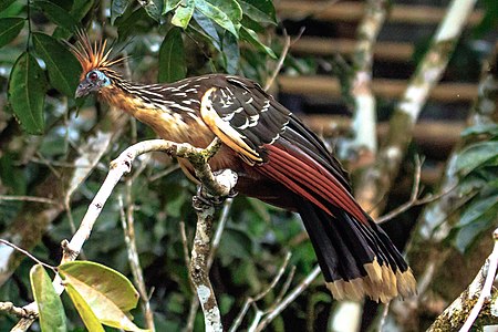4 day trip to La Selva Lodge on the Napo River in the Amazon jungle of E. Ecuador - Hoatzin (Opisthocomus hoazin) - (26261390363).jpg