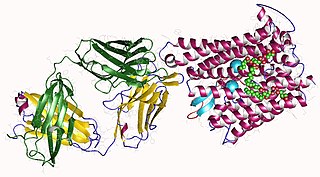 Ferroportin Protein