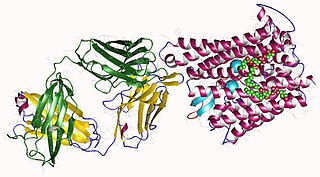 Ferroportin