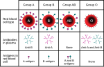 Thumbnail for ABO blood group system