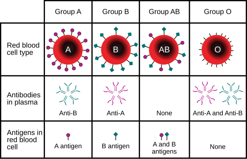 ABO blood type.svg