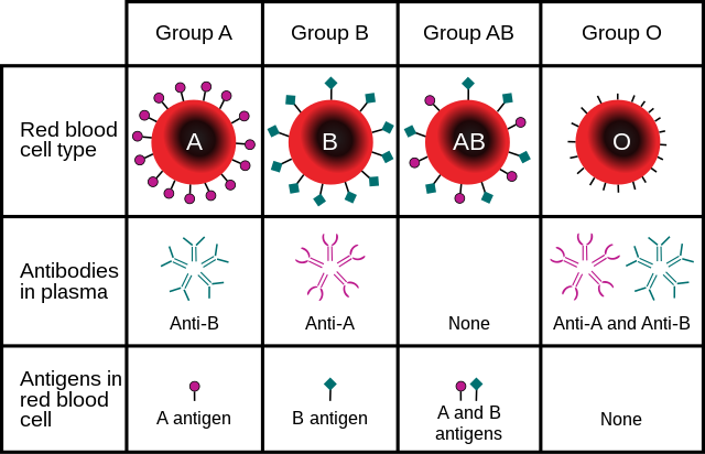 In the ABO blood group system, a person with Type A blood displays A-antigens and may have a genotype IAIA or IAi. A person with Type B blood displays B-antigens and may have the genotype IBIB or IBi. A person with Type AB blood displays both A- and B-antigens and has the genotype IAIB and a person with Type O blood, displaying neither antigen, has the genotype ii.