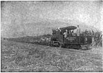 A heavy Koppel locomotive of 110hp hauling a train of 75 sugar cane cars of 1.5 ton capacity each at Central Constancia, Toa Baja, Puerto Rico, a plantation of Compania Azucarera del Toa, San Juan(mdp.39015080102935-seq 416) (cropped).jpg
