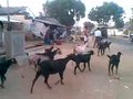 File:A video on goats going to home.ogv