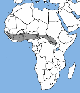 Aba roundleaf bat Species of bat