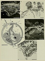 File:Abatus cordatus Long-spined juvenile (J2) (01).jpg (Category:Abatus cordatus)