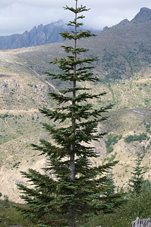 Abies procera, als Pionier-Pflanze nach der Eruption am Mt. Saint Helens