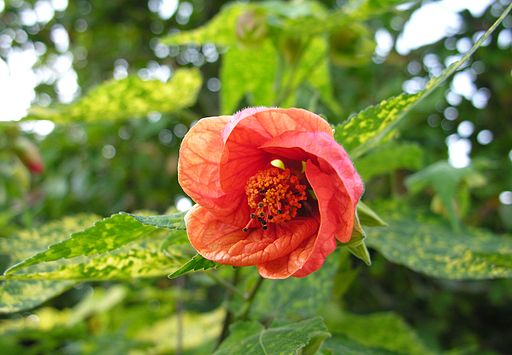 Abutilon Bastavales Brion Galiza