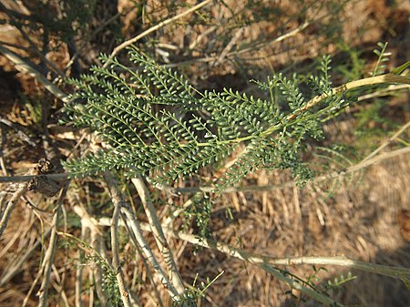 Vachellia sutherlandii