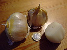 Bulb size of elephant garlic, compared with a EUR1 coin (the coin is approximately 0.9 inches) Ackerknoblauch (Allium ampeloprasum).JPG