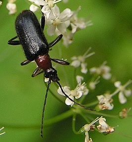 Roodblauwe smalboktor